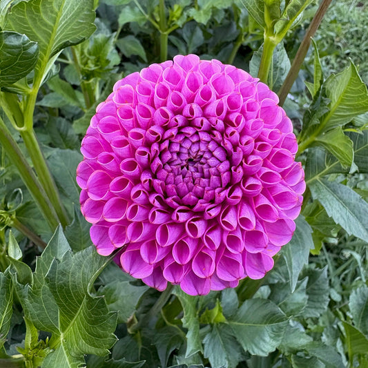 Isabel Dahlia Tuber