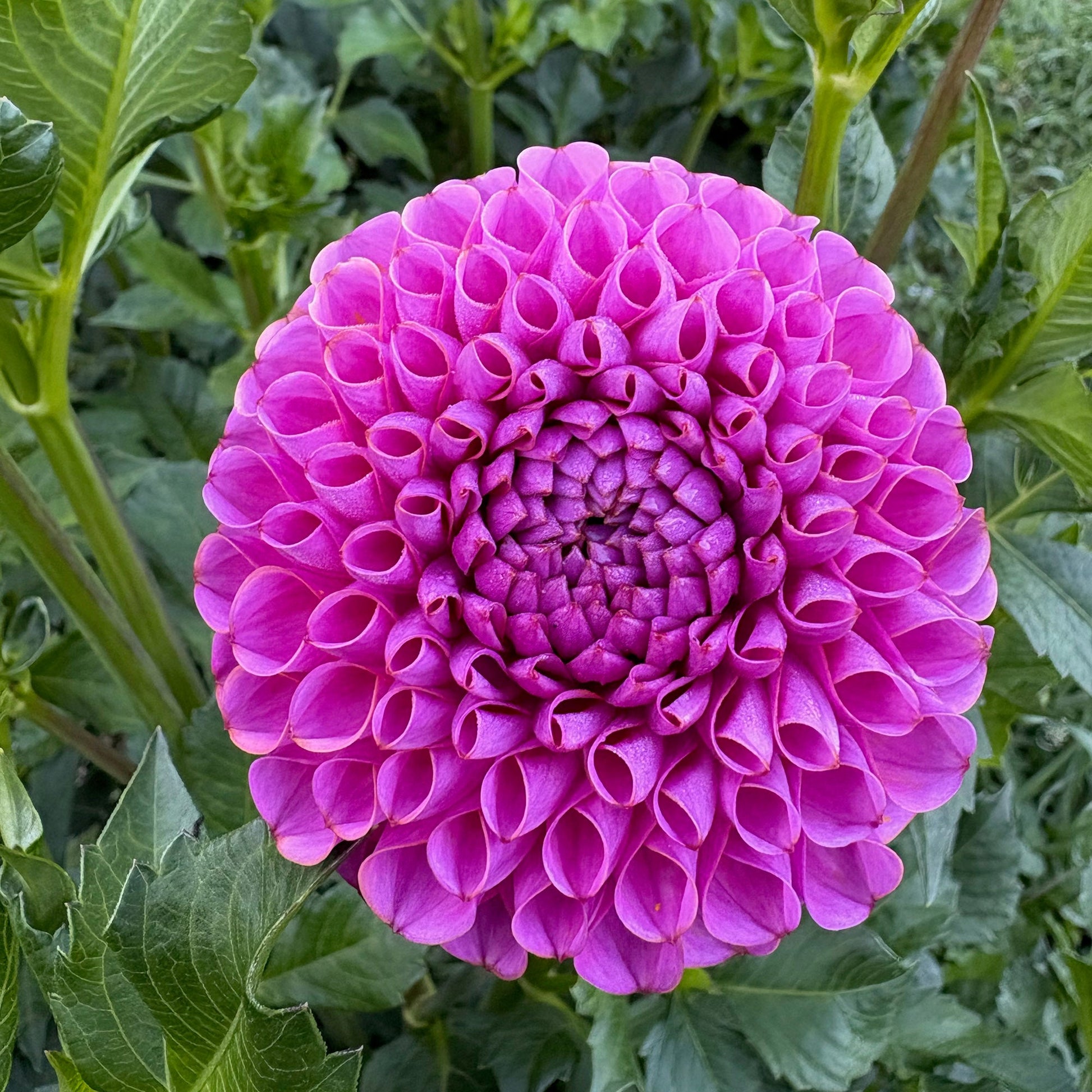 Isabel Dahlia Tuber