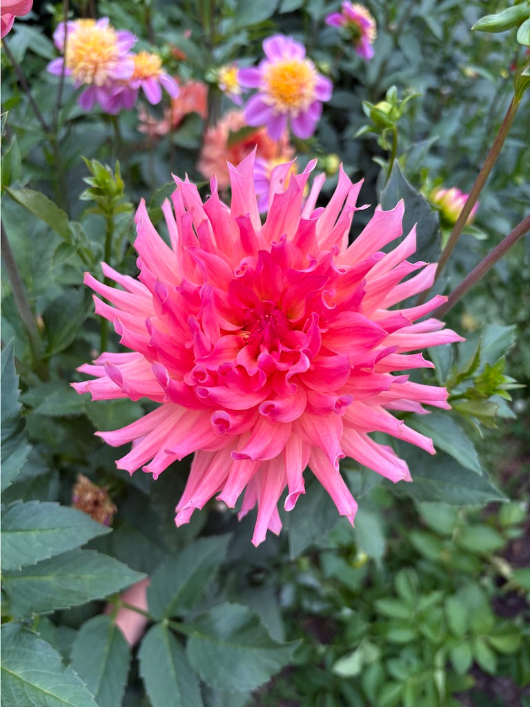 Just Peachy Dahlia Tuber