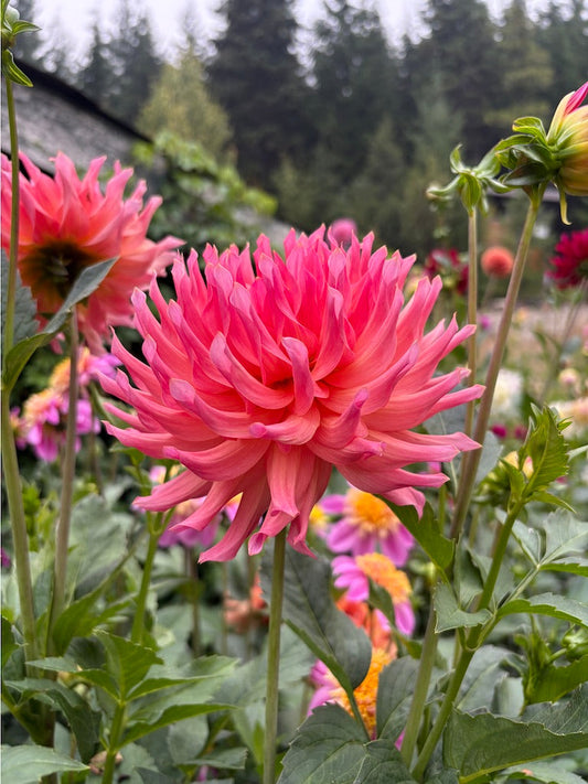 Just Peachy Dahlia Tuber