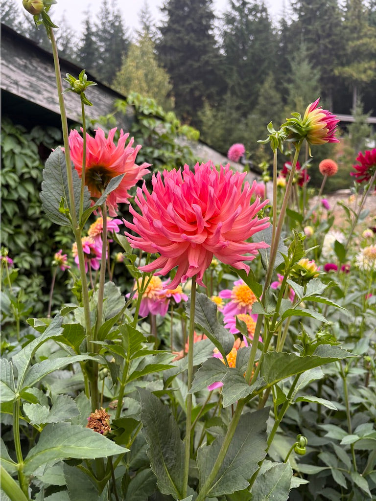 Just Peachy Dahlia Tuber