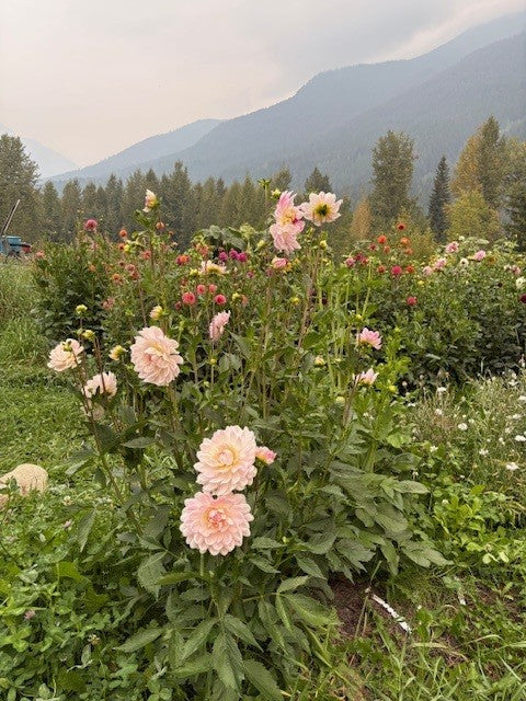 Kelgai Anne Dahlia Tuber 