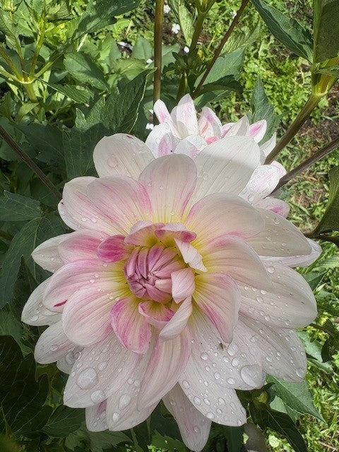 Kelgai Anne Dahlia Tuber 
