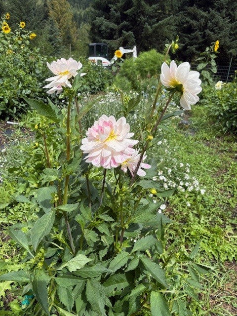 Kelgai Anne Dahlia Tuber 