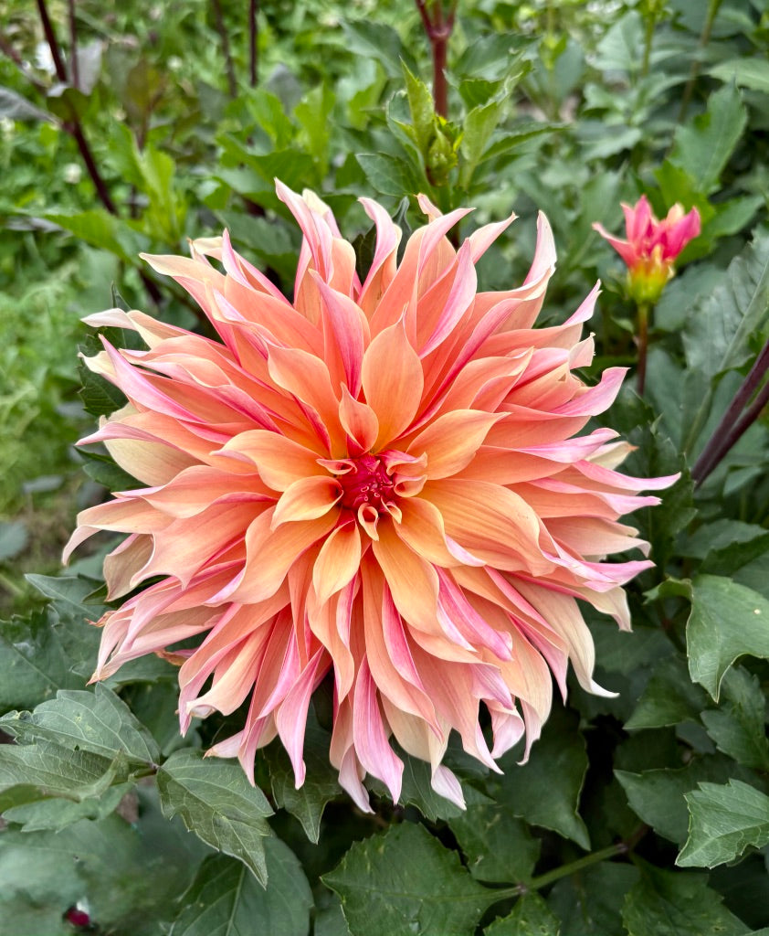 Labyrinth Dahlia Tuber