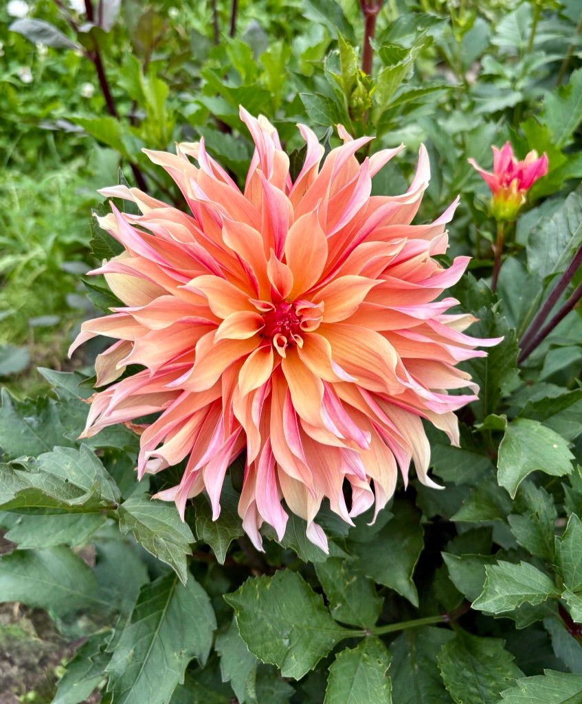 Labyrinth Dahlia Tuber