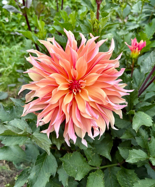 Labyrinth Dahlia Tuber