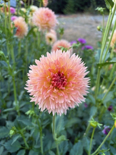 Lakeview Peach Fuzz Dahlia Tuber