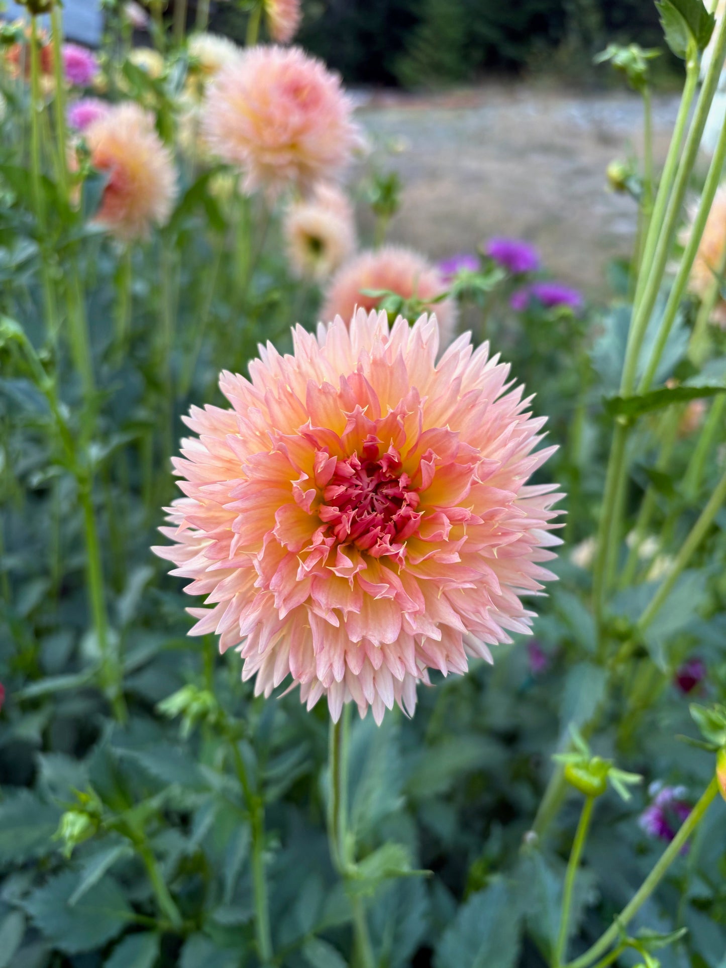 LakeView Peach Fuzz