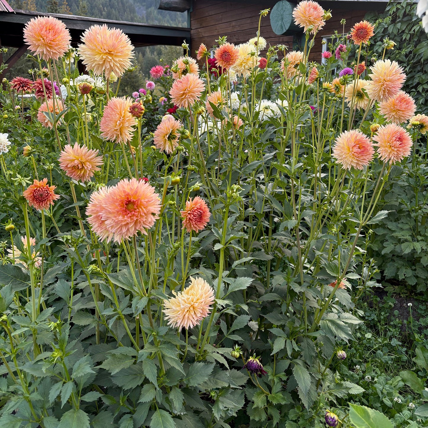 LakeView Peach Fuzz