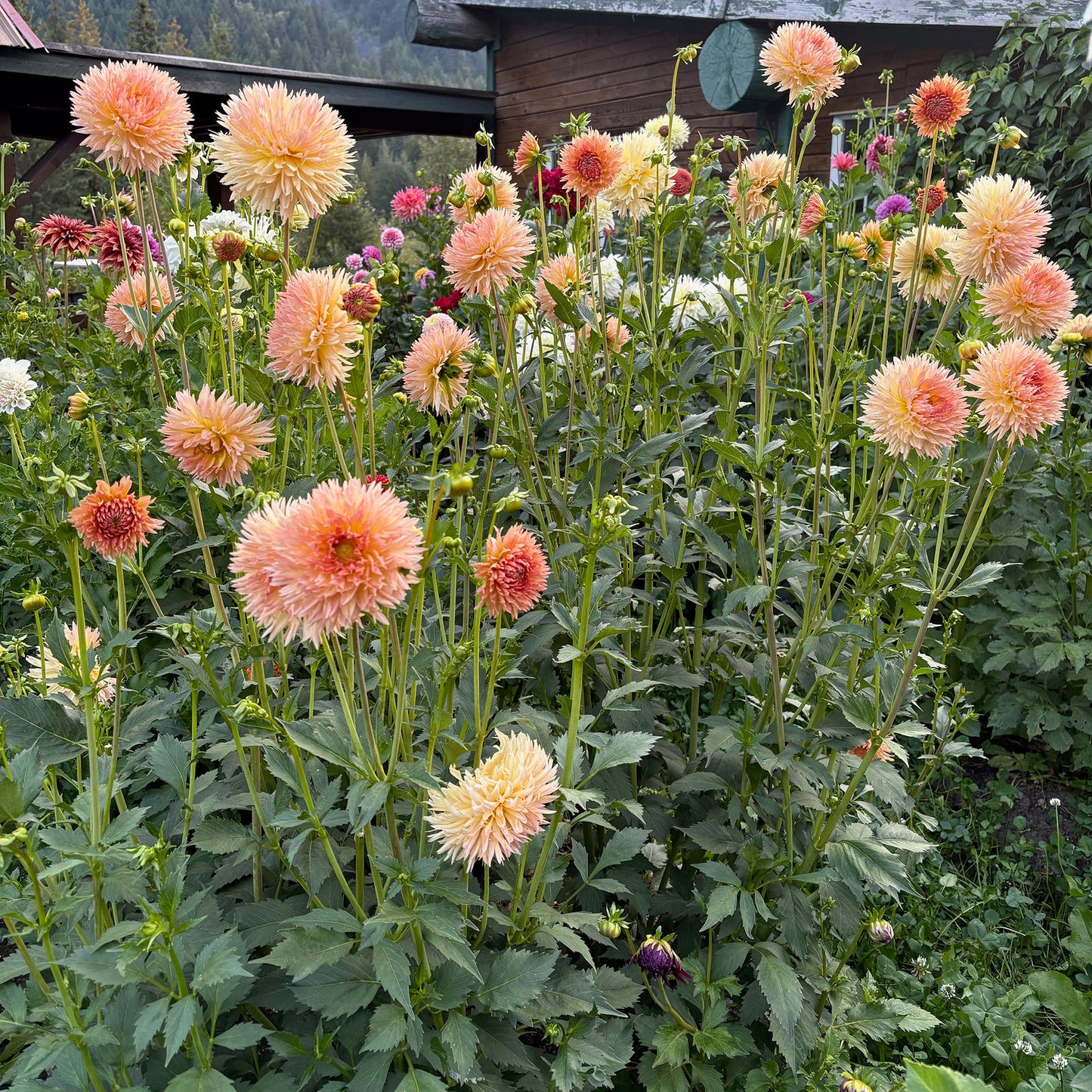 LakeView Peach Fuzz