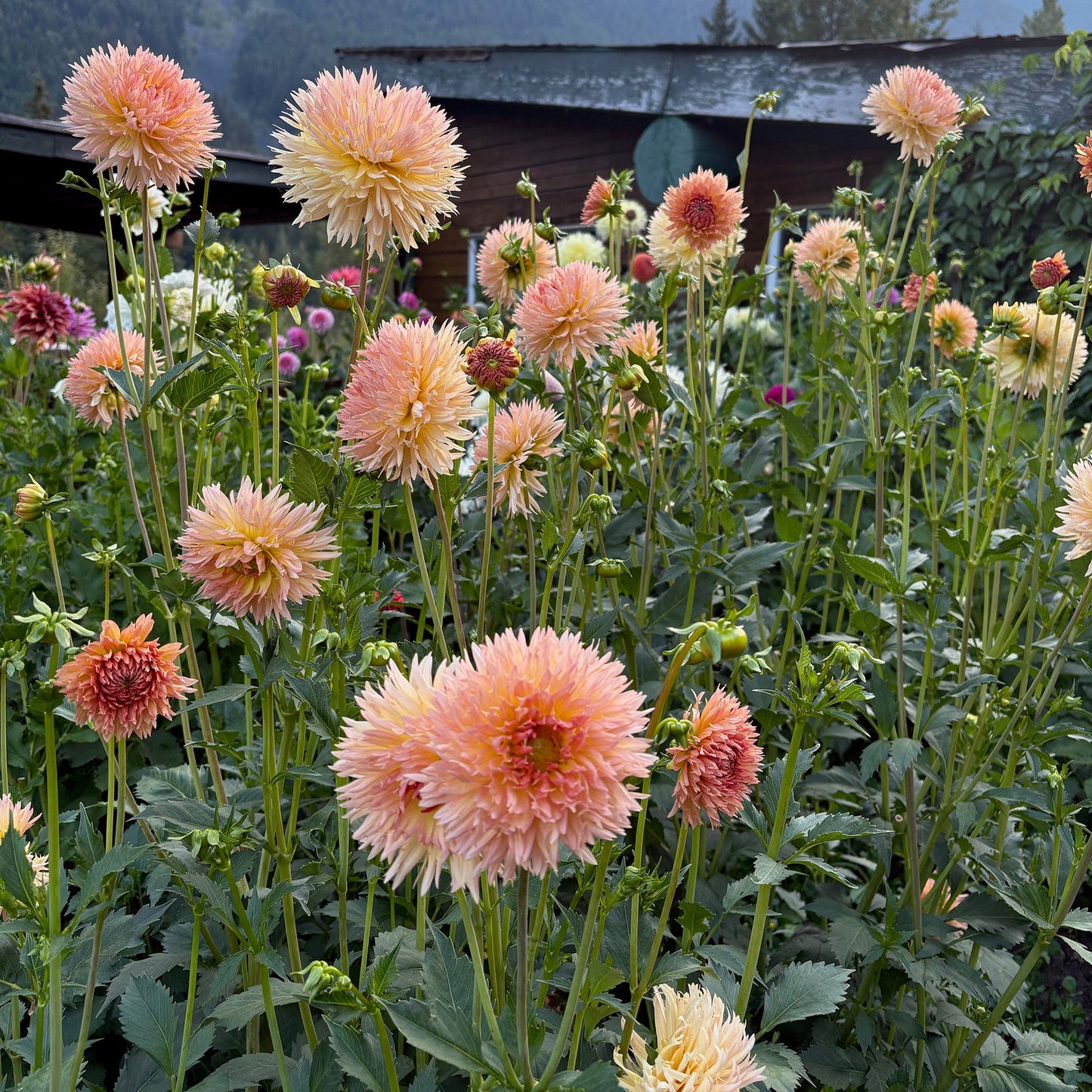 LakeView Peach Fuzz