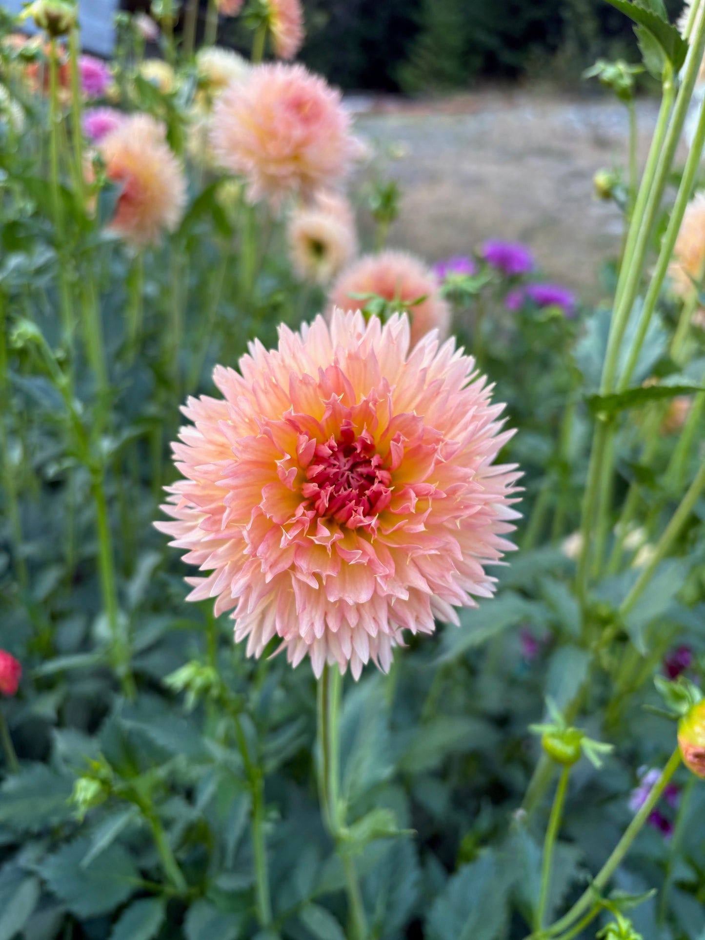 LakeView Peach Fuzz