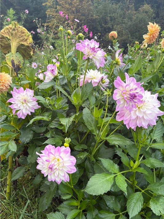 Mikayla Miranda Dahlia Tuber