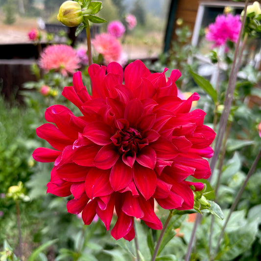 Mingus Plum Dahlia Tuber