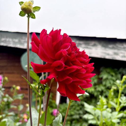 Mingus Plum Dahlia Tuber