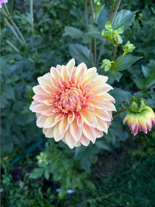 Miss Amara Dahlia Tuber