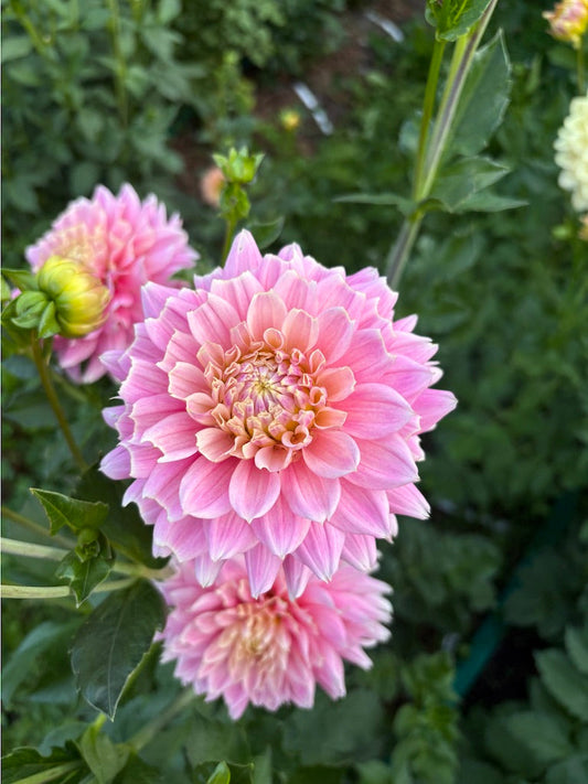 Miss Sarah Dahlia Tuber