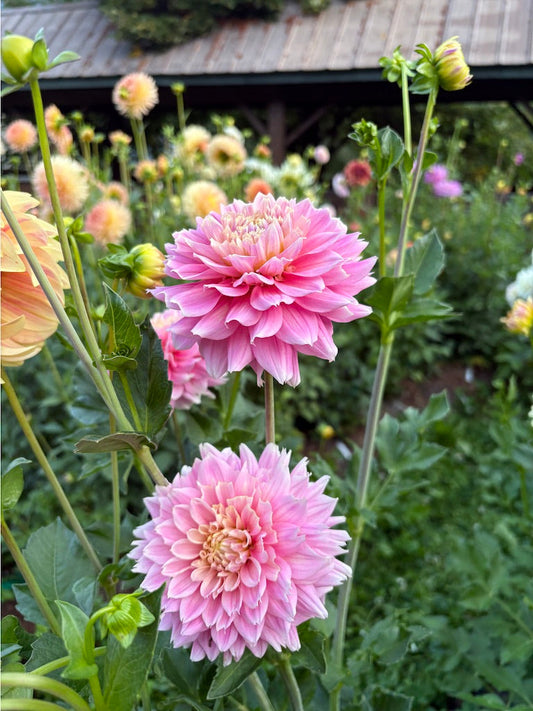 Miss Sarah Dahlia Tuber