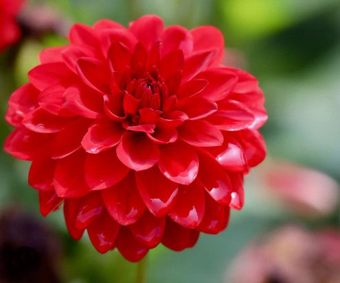 Neighbours Red Dahlia Tuber