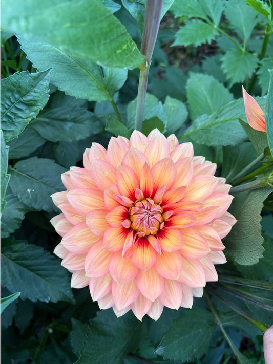 Nicholas Dahlia Tuber