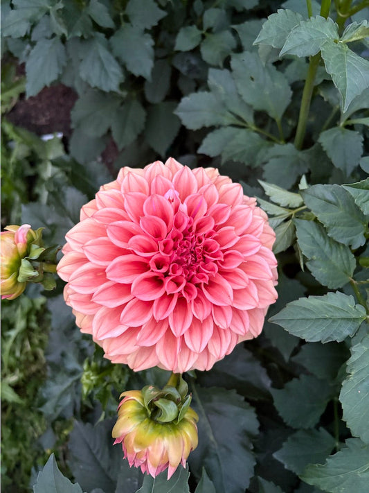 Orange Globe Dahlia Tuber