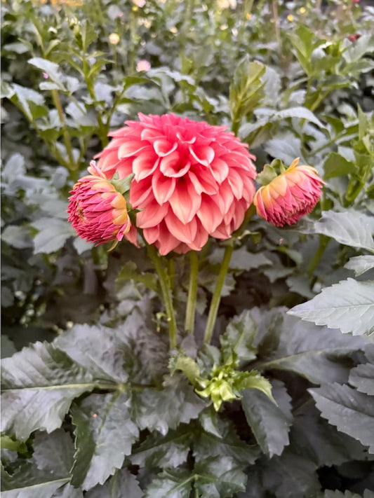 Orange Globe Dahlia Tuber