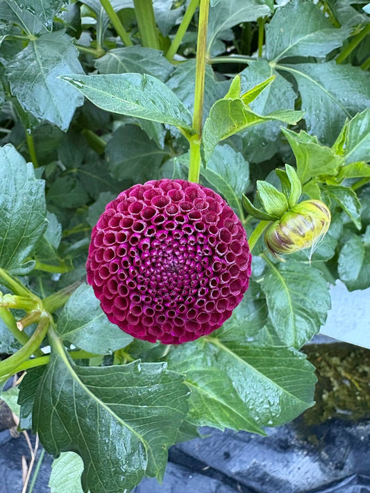 Pride of Place Dahlia Tuber