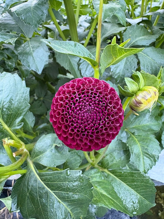 Pride of Place Dahlia Tuber