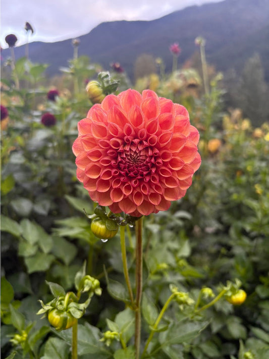 Robin Hood Dahlia Tuber
