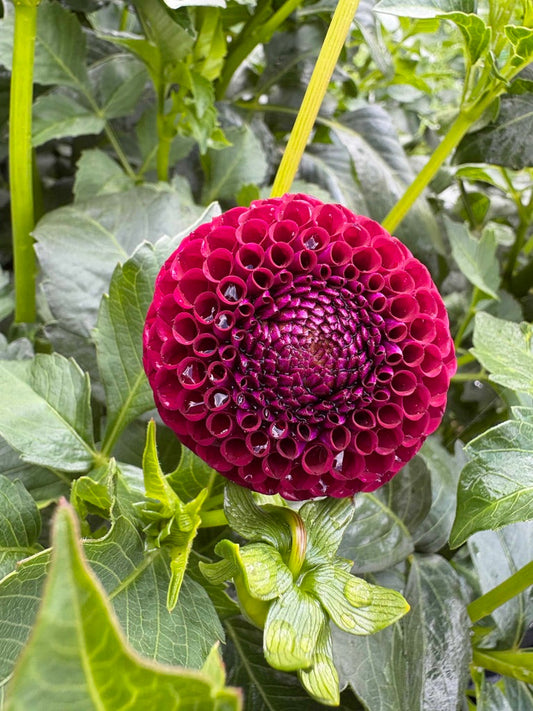 Rocco Dahlia Tuber