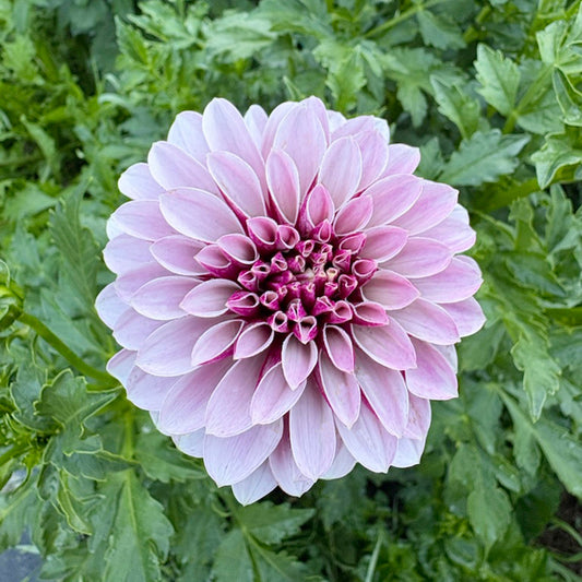 Salish Twighlight Girl Dahlia Tuber