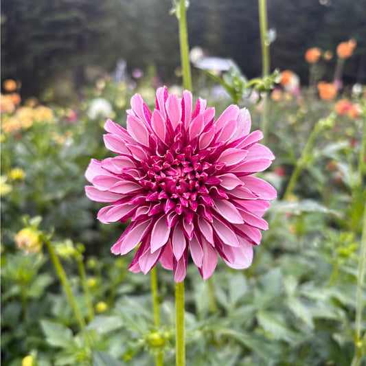 Salish Twighlight Girl Dahlia Tuber