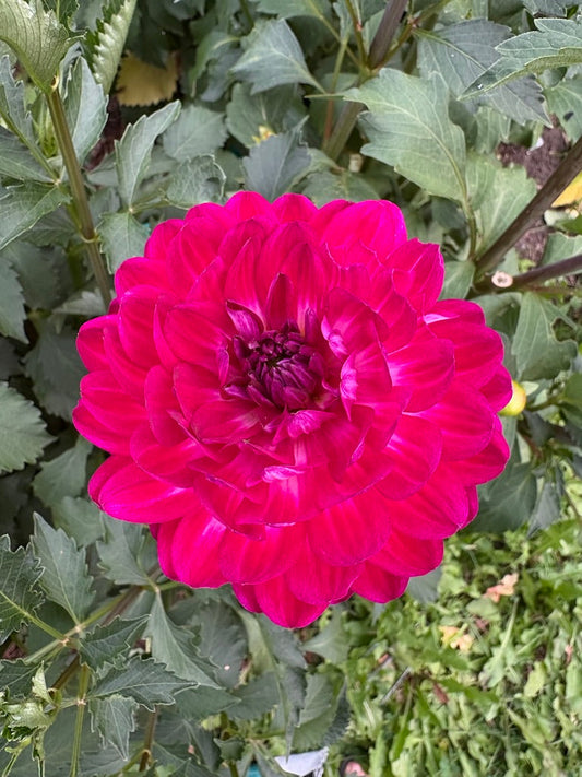 Sandi Bertha Dahlia Tuber
