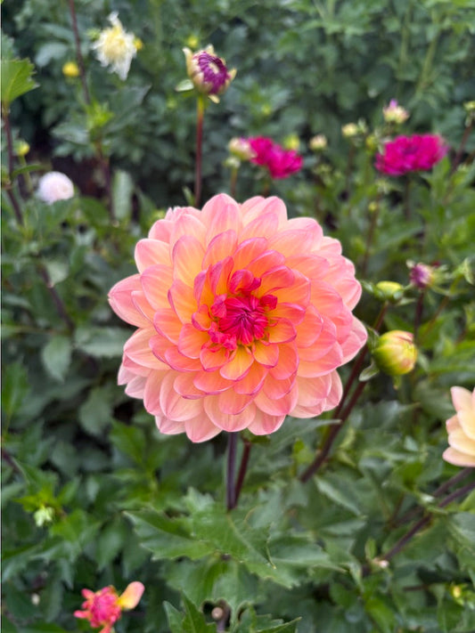 Sandi Bliss Dahlia Tuber