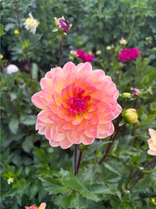 Sandi Bliss Dahlia Tuber