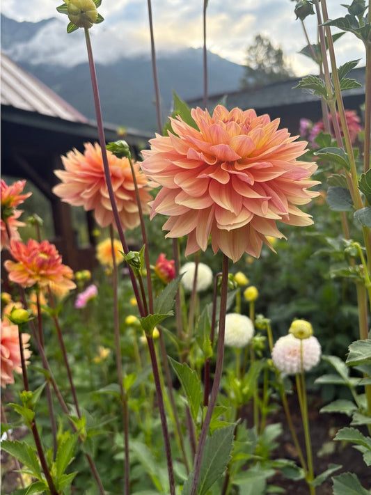 Skeena Easy Breezy Dahlia Tuber