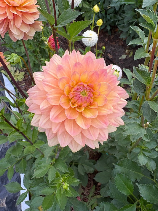 Skeena Easy Breezy Dahlia Tuber