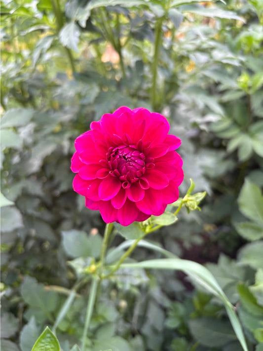 Skeena Gem Dahlia Tuber