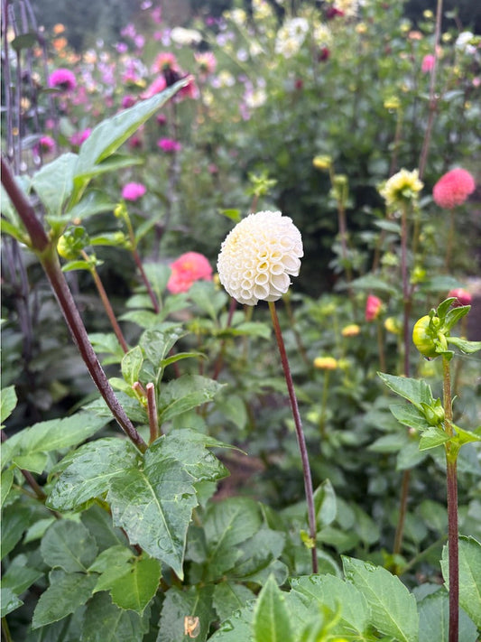 Small World Dahlia Tuber 