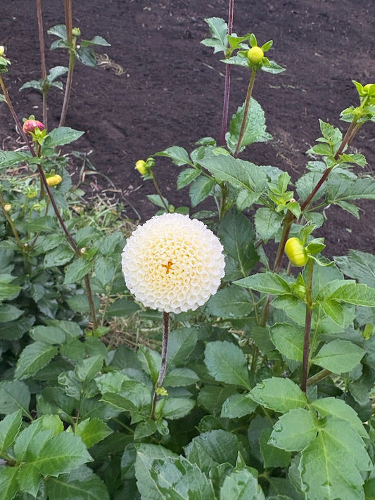 Small World Dahlia Tuber 