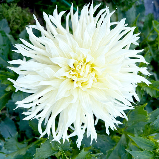 SnowHo Storm Dahlia Tuber