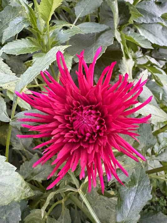 Urchin Dahlia Tuber