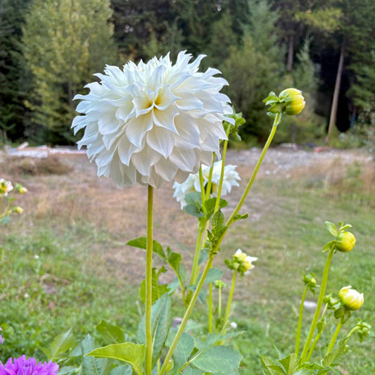 Van Isle Grace Dahlia Tuber