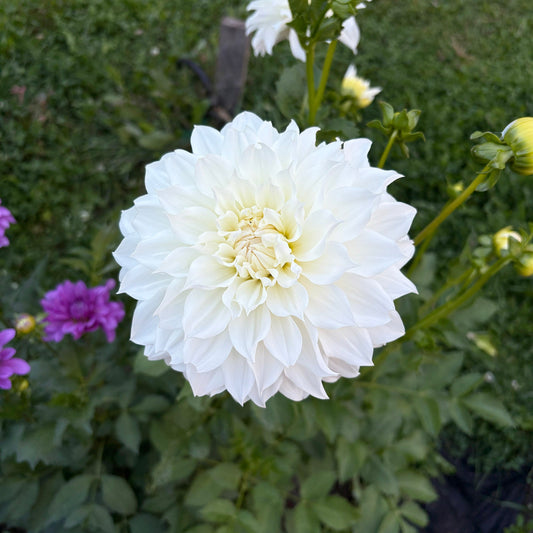 Van Isle Grace Dahlia Tuber