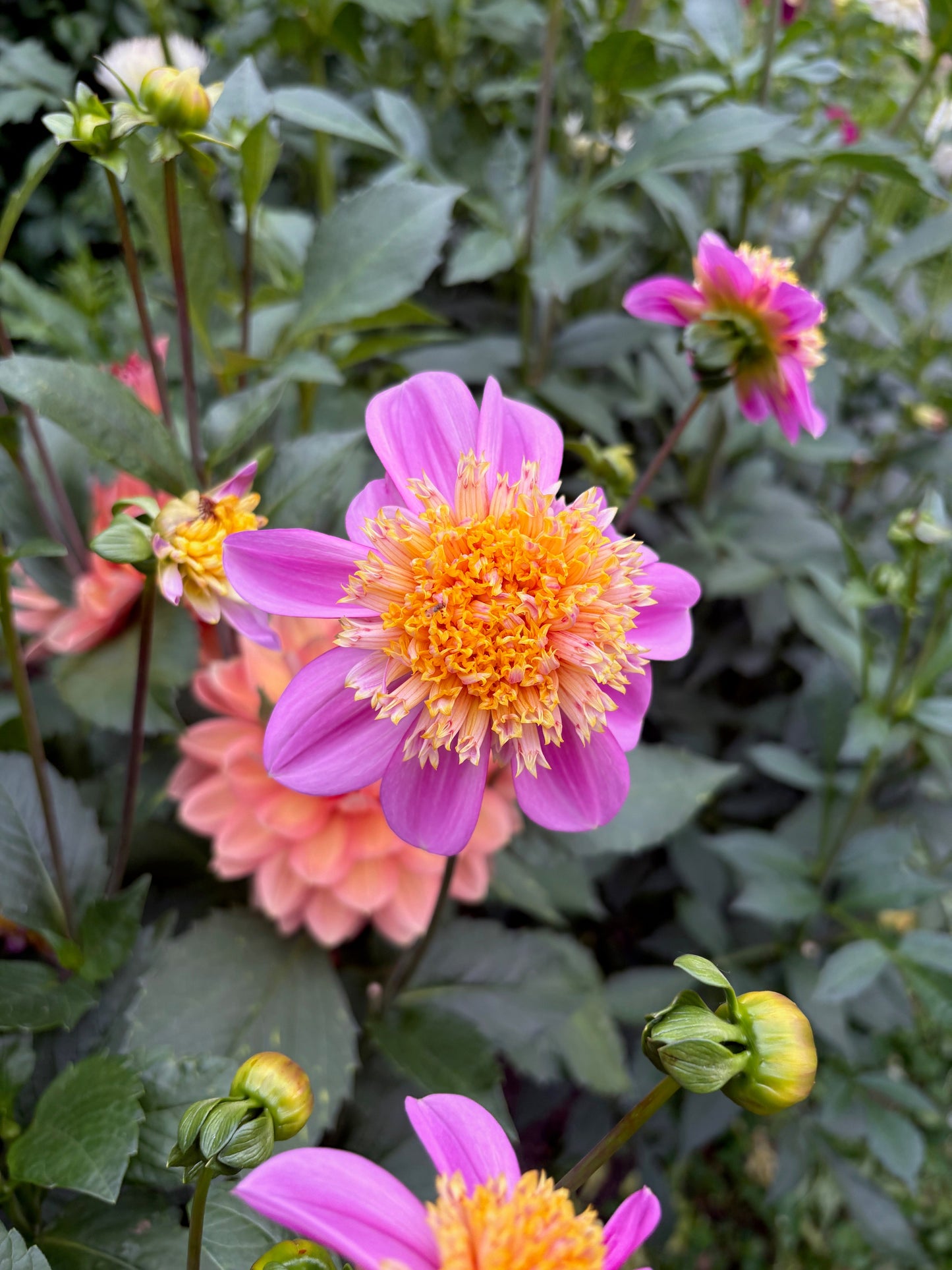 Van Isle Rosy Maple