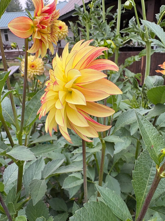 Verrone's Taylor Swift Dahlia Tuber