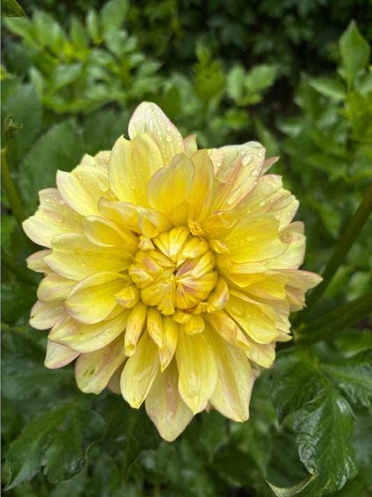 Wyns New Pastel Dahlia Tuber