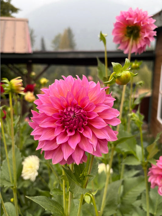Wyoming Wedding Dahlia Tuber