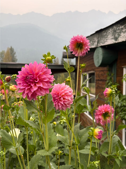 Wyoming Wedding Dahlia Tuber